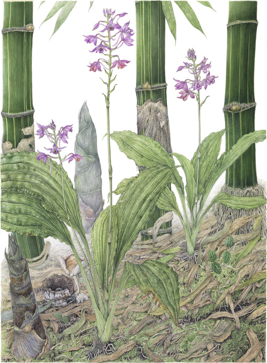 Calanthe sylvatica, Size A1, Limited edition print