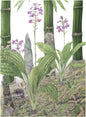 Calanthe sylvatica, Size A1, Limited edition print