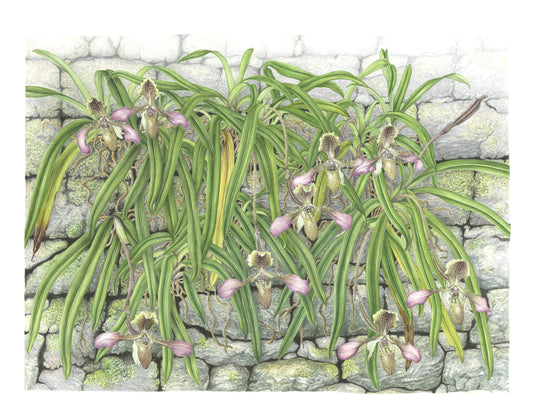 Paphiopedilum hirsutissimum, Size A1, Limited edition print