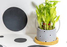 Load image into Gallery viewer, Concrete Cavern Planter - Grey with plant