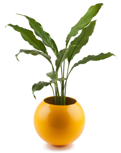 Circle Of Life Planter Yellow