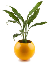 Load image into Gallery viewer, Circle Of Life Planter Yellow