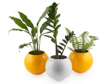 Load image into Gallery viewer, Circle Of Life Planter Yellow set of 3
