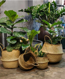 Basket Planters