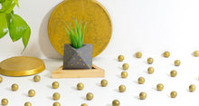 Load image into Gallery viewer, Concrete Curious Cuneus Planter